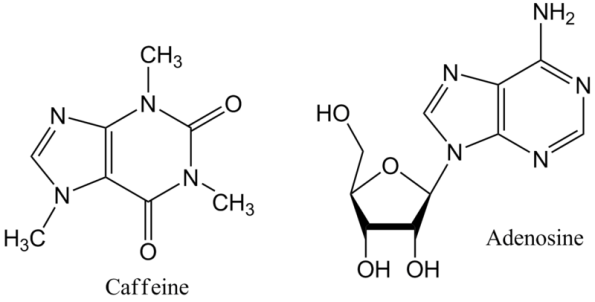 Figura 3.  Somiglianza chimica tra caffeina e adenosina